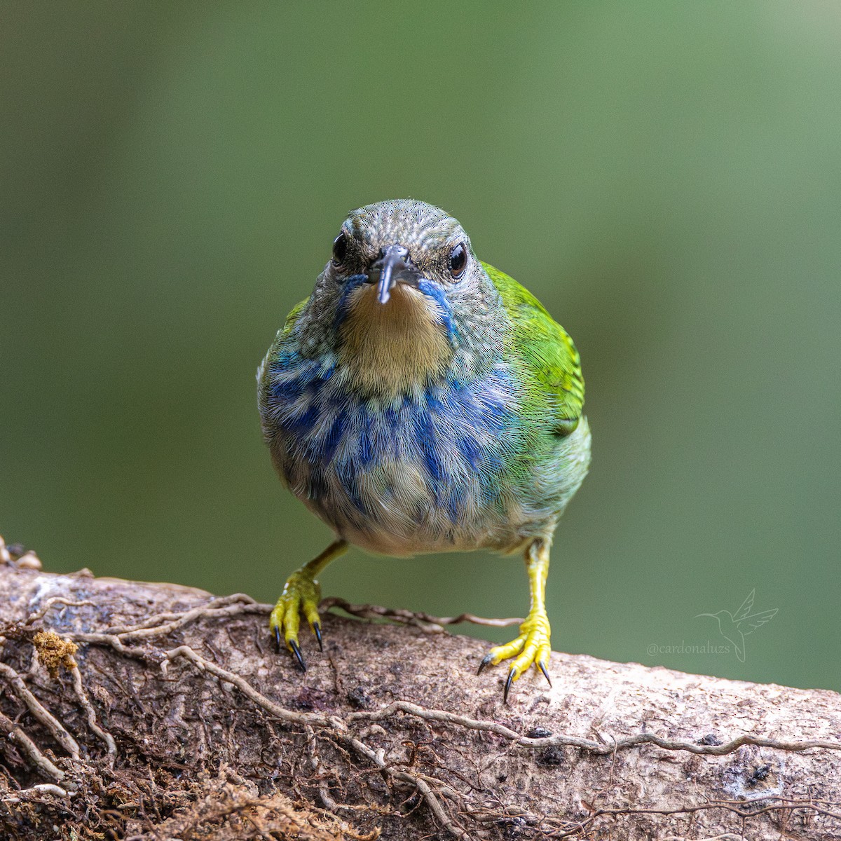 Shining Honeycreeper - ML646145796