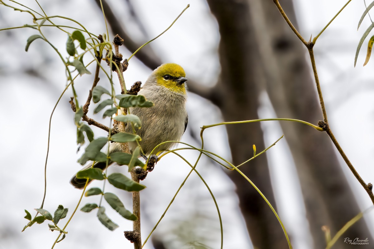 Pájaro Moscón Baloncito - ML646145797