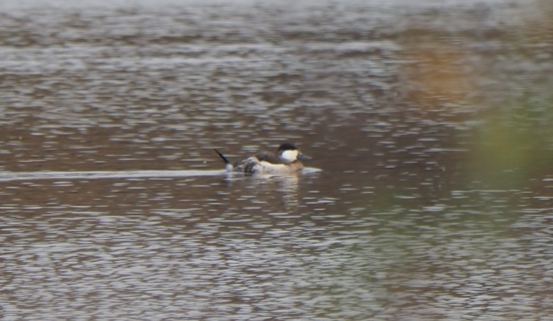 Malvasía Canela - ML646145798