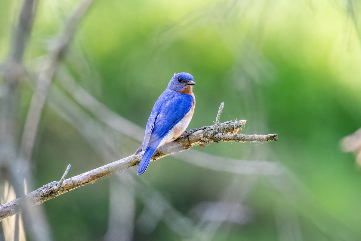 Azulejo Oriental - ML646145799