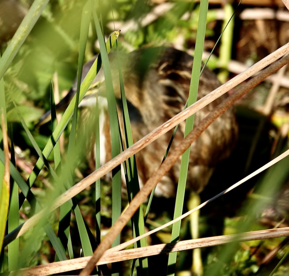 Avetoro Lentiginoso - ML646145800