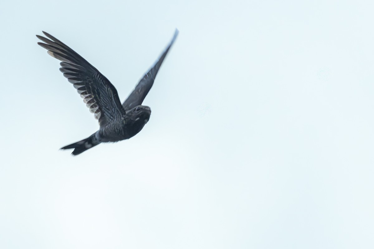 Añapero Colibandeado - ML646145801