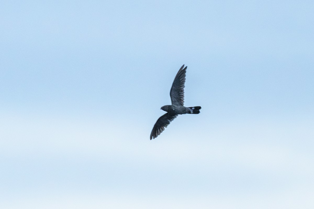 Añapero Colibandeado - ML646145802