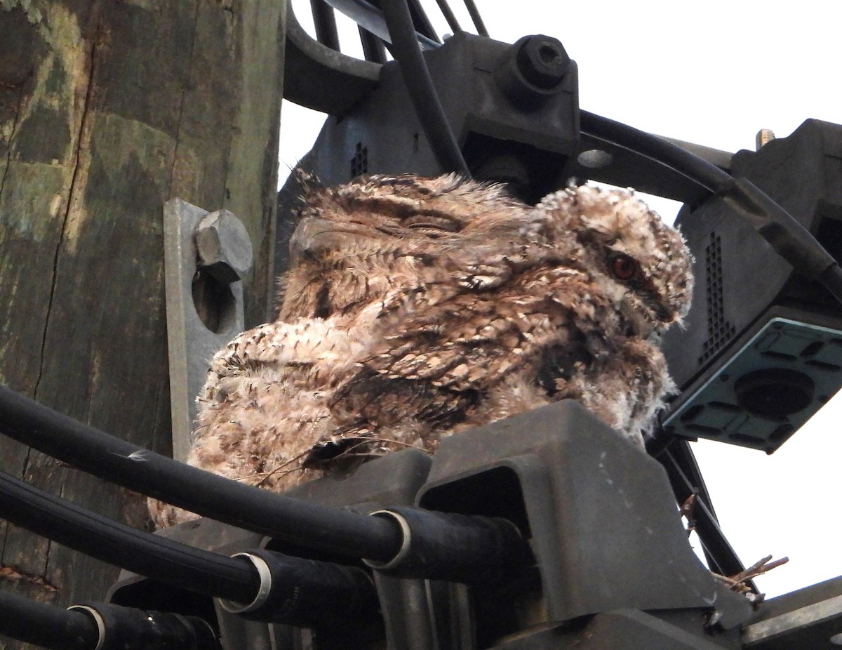 Podargo Australiano - ML646145804