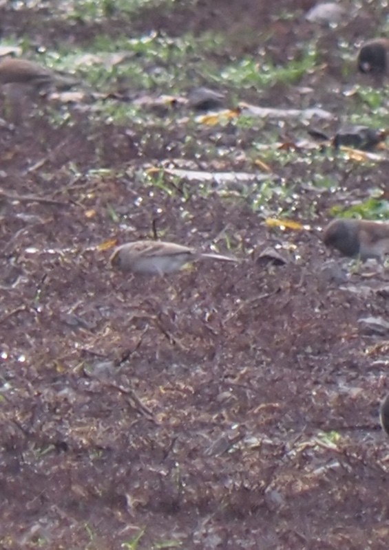 Chingolo Pálido - ML646145806