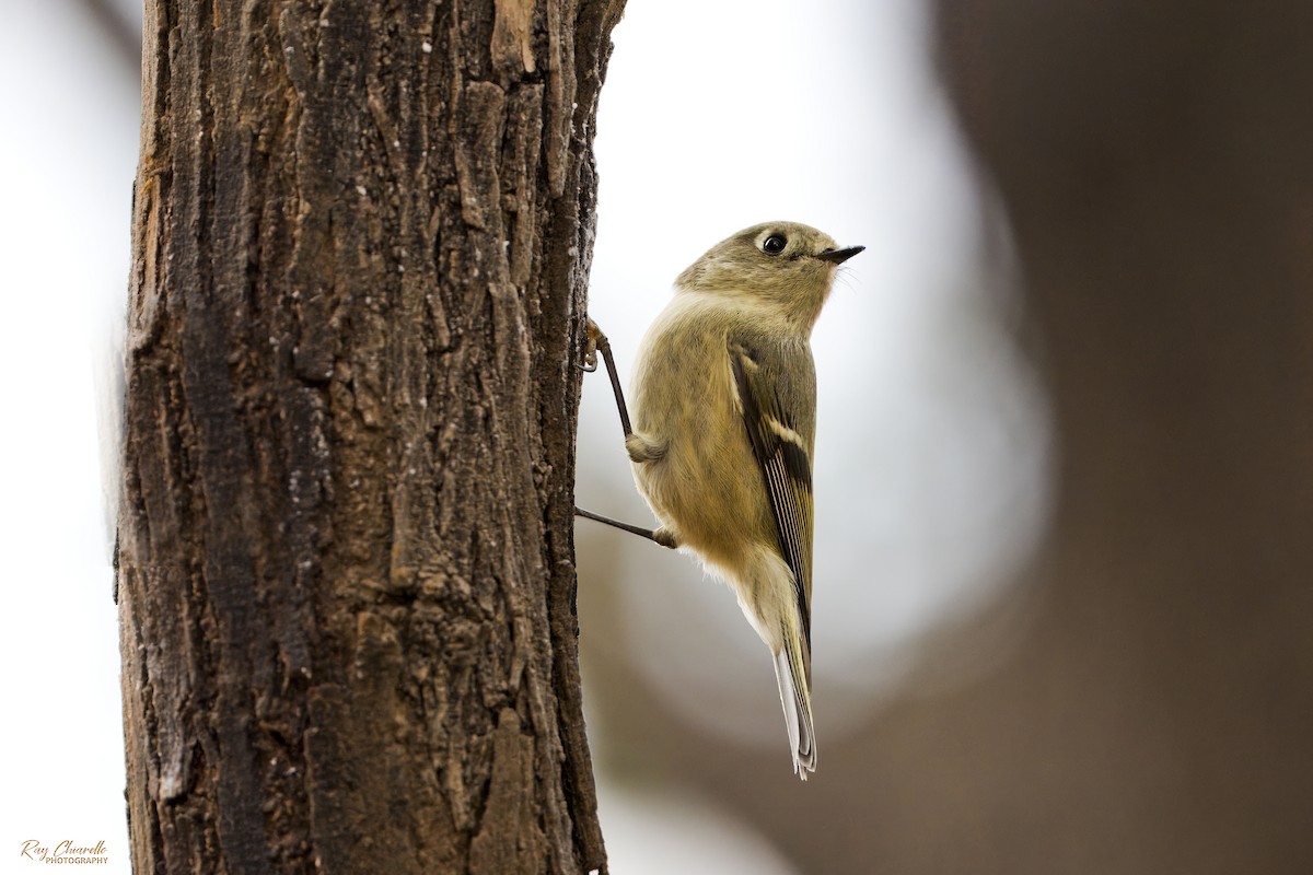 Reyezuelo Rubí - ML646145810