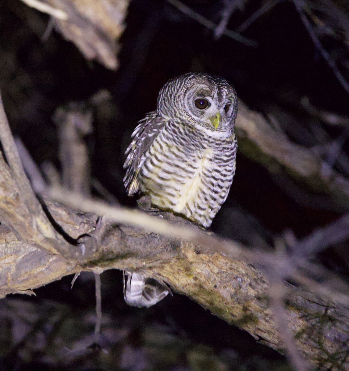 Cárabo Chaqueño - ML646145813