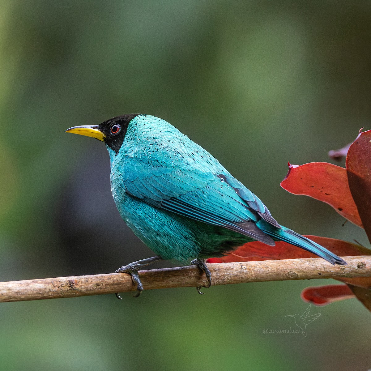 Mielerito Verde - ML646145828