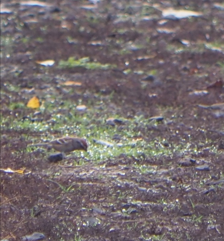 Chingolo Arbóreo - ML646145829