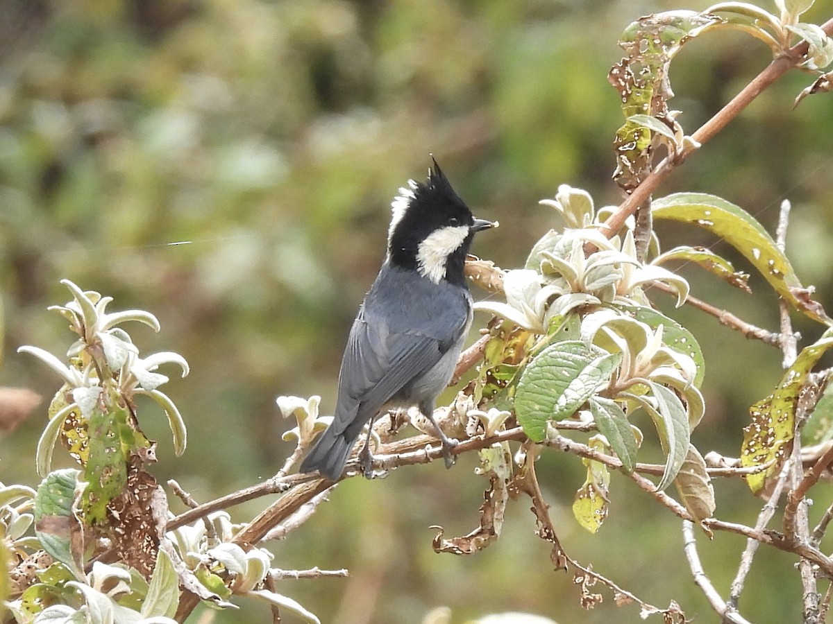 Carbonero Culirrufo - ML646145832