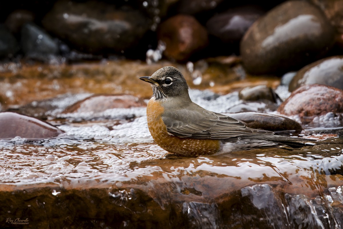 Zorzal Americano - ML646145833