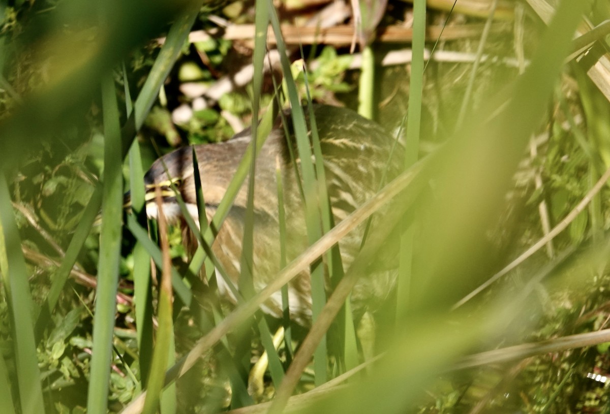 Avetoro Lentiginoso - ML646145834