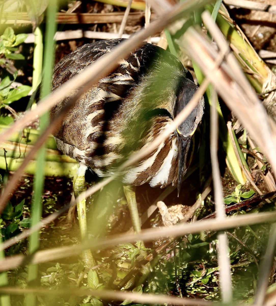 Avetoro Lentiginoso - ML646145835