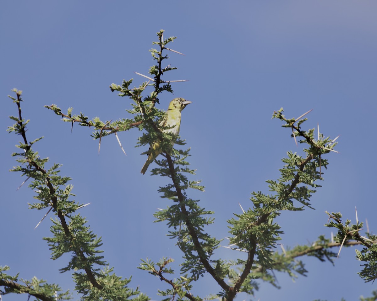 Tejedor Intermedio - ML646145836