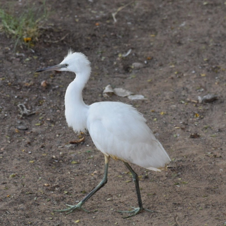 Garceta Común - ML646145839