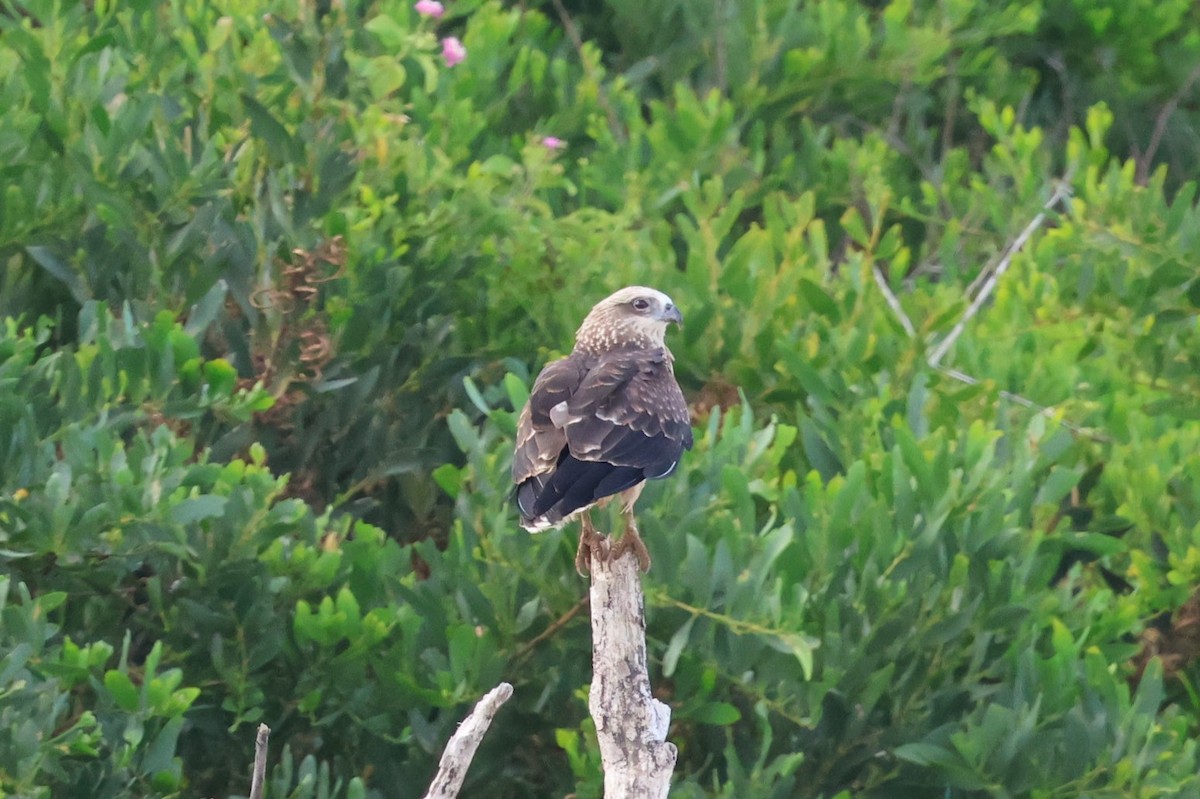 Milano Silbador - ML646145841