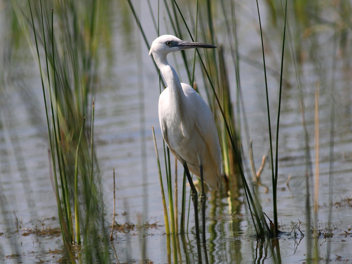 Little Egret - ML646145846
