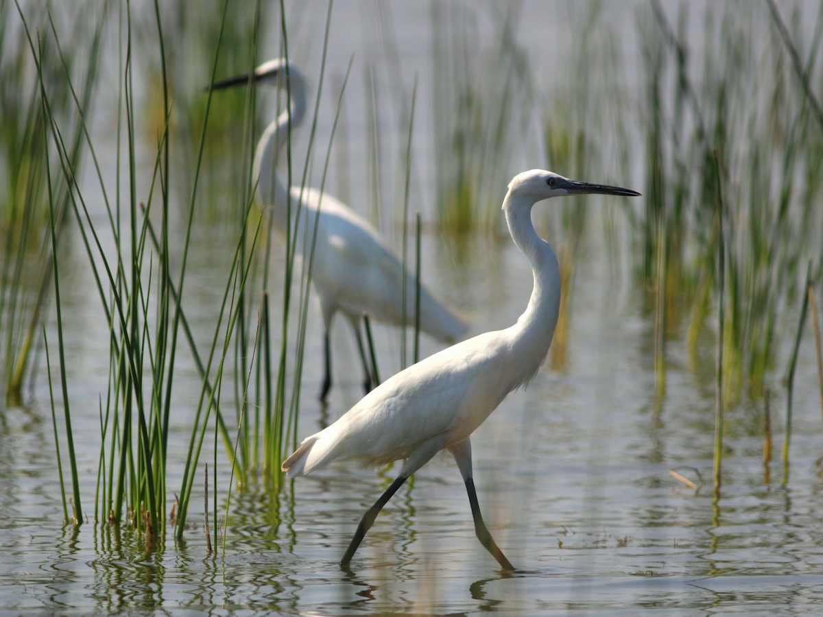 Little Egret - ML646145847