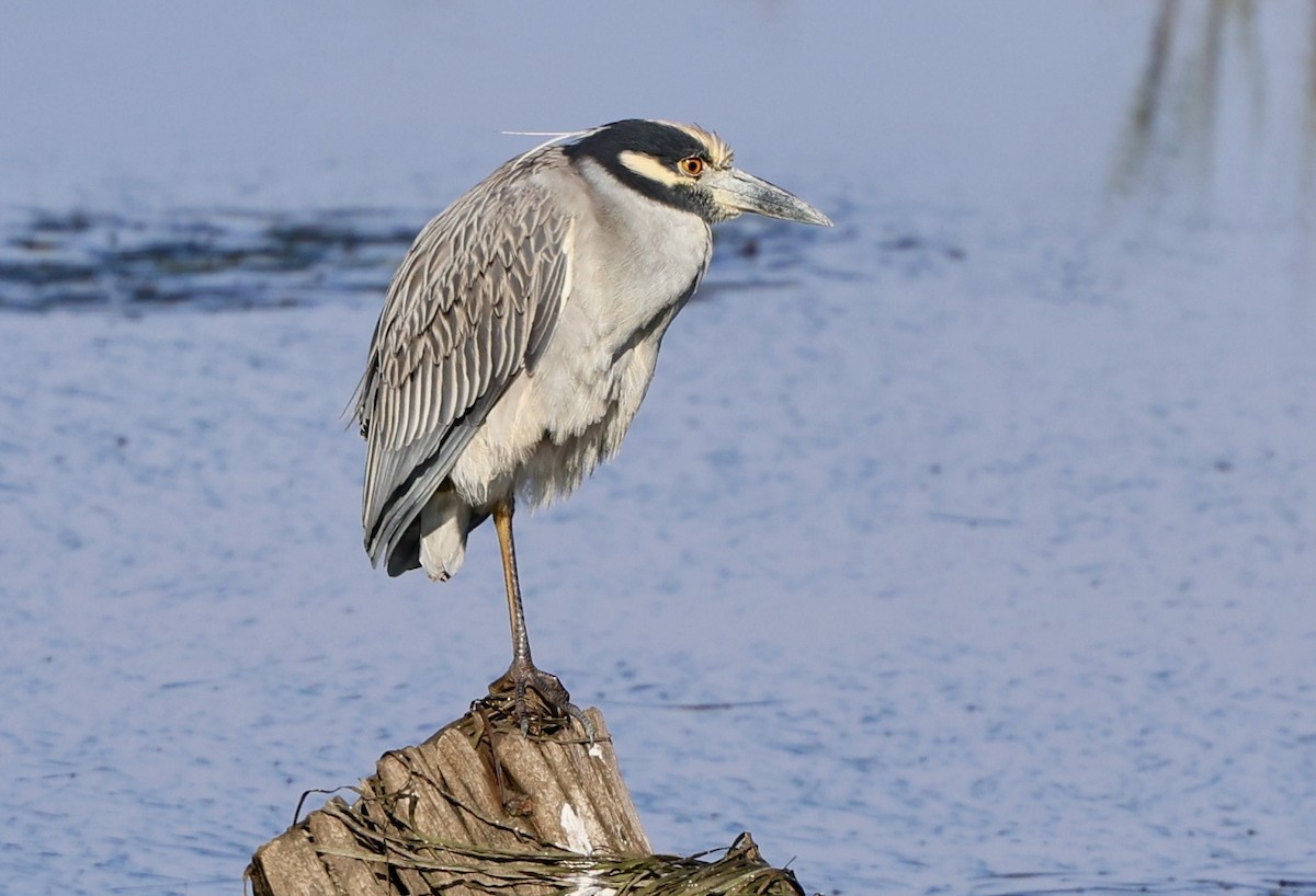 Martinete Coronado - ML646145848