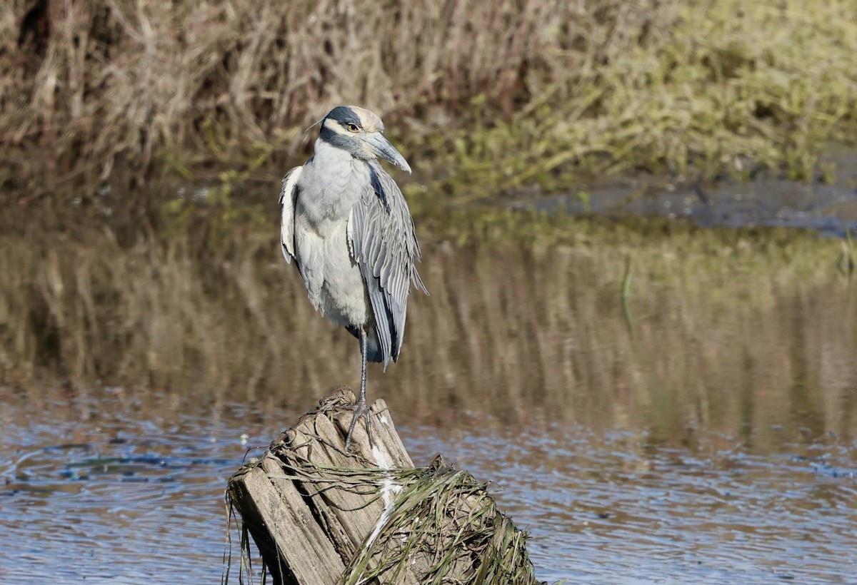 Martinete Coronado - ML646145849