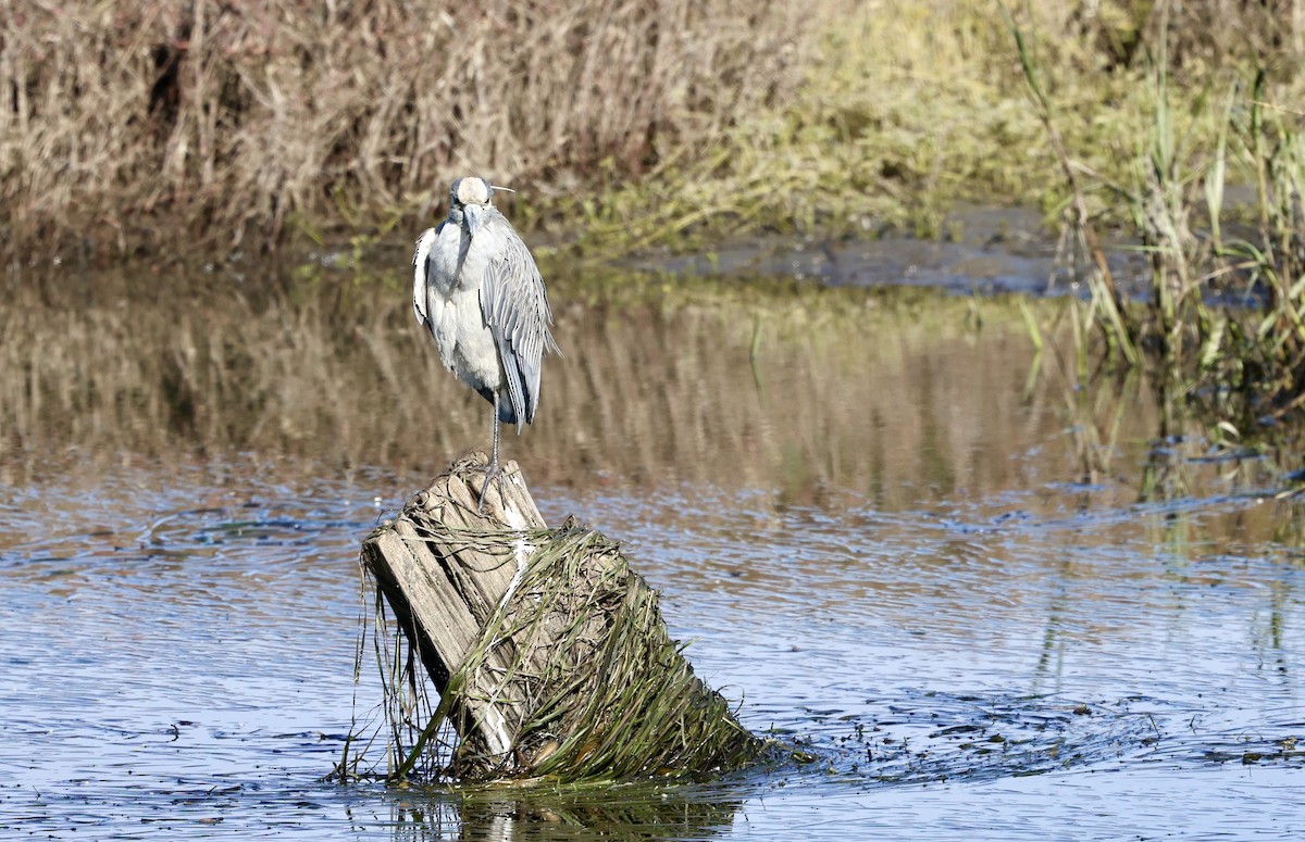 Martinete Coronado - ML646145850