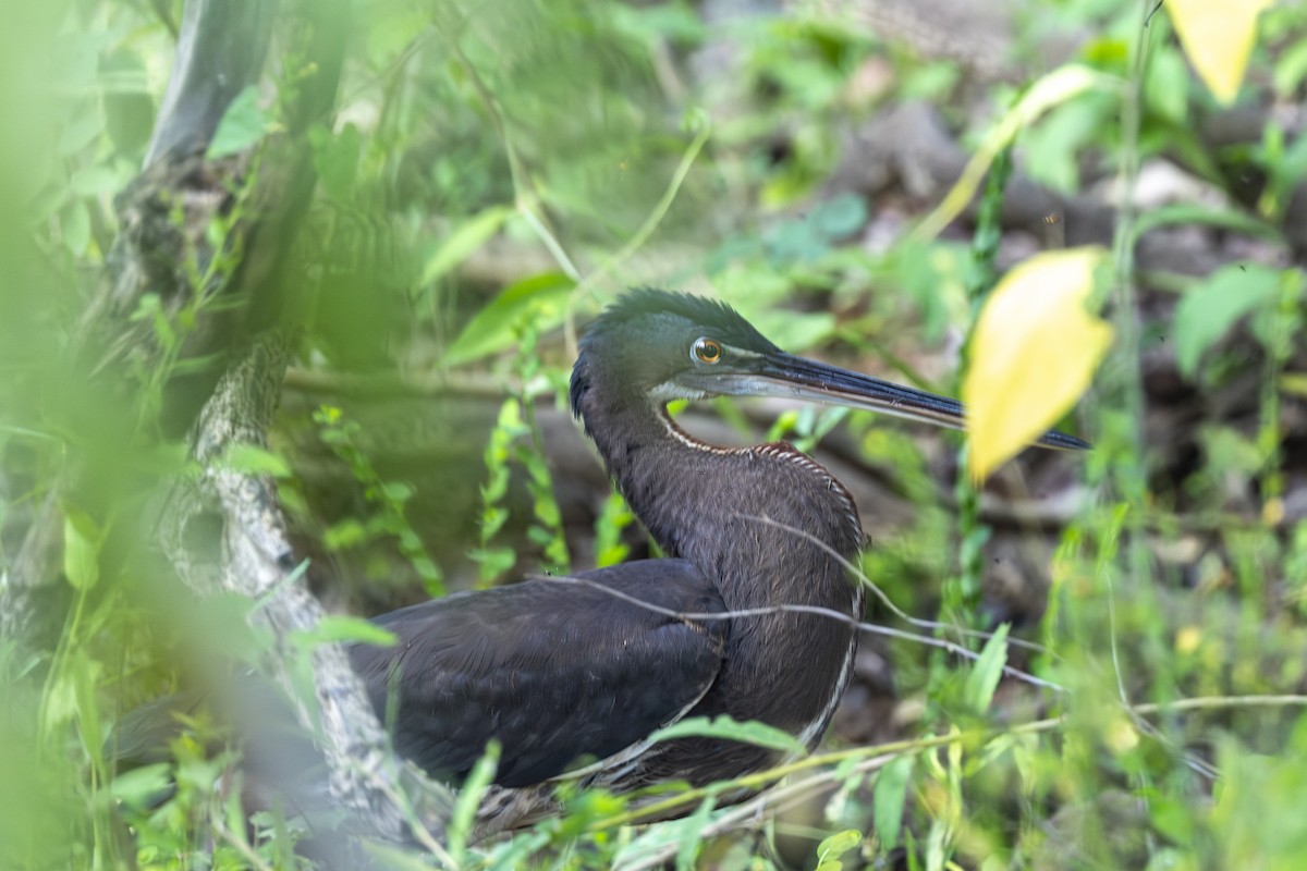 Garza Agamí - ML646145851