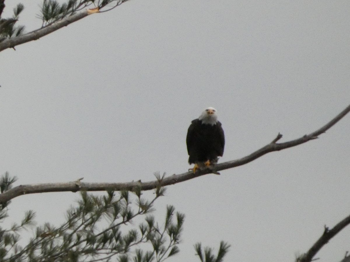 Pigargo Americano - ML646145852