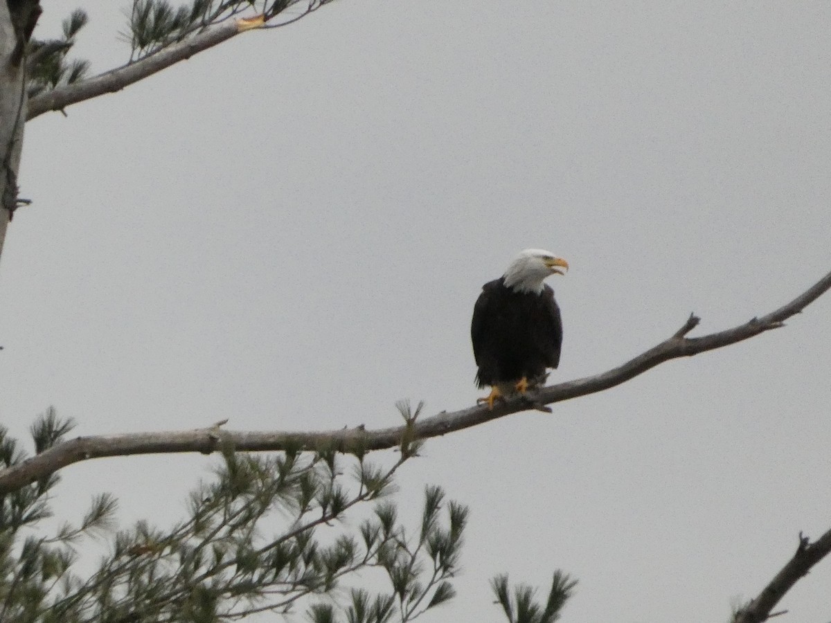 Pigargo Americano - ML646145853