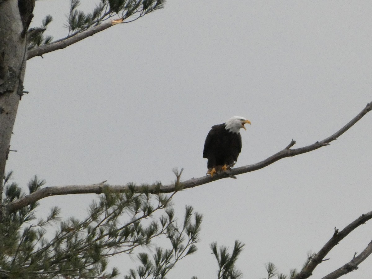 Pigargo Americano - ML646145854