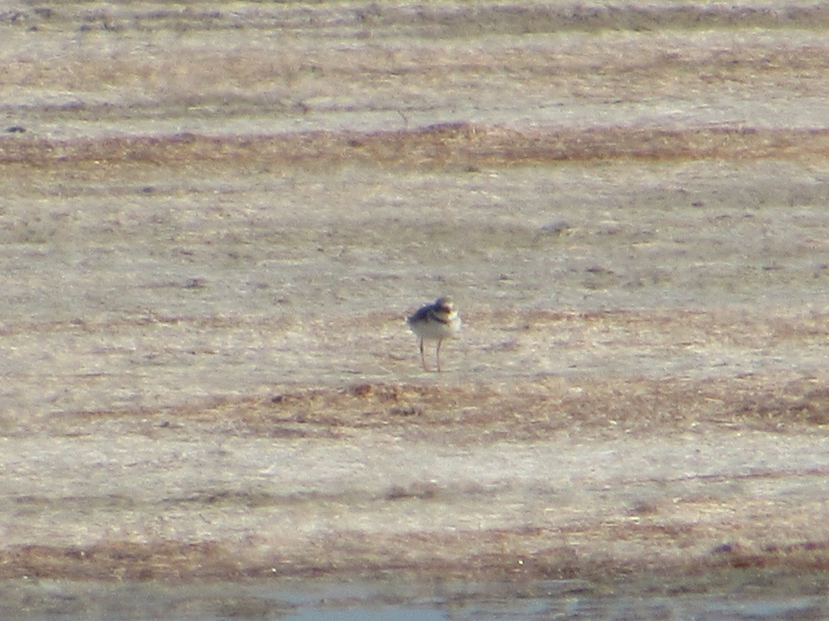 Chorlitejo Piquigrueso - ML646145855