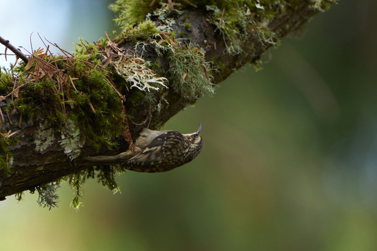 Brown Creeper - ML646145856
