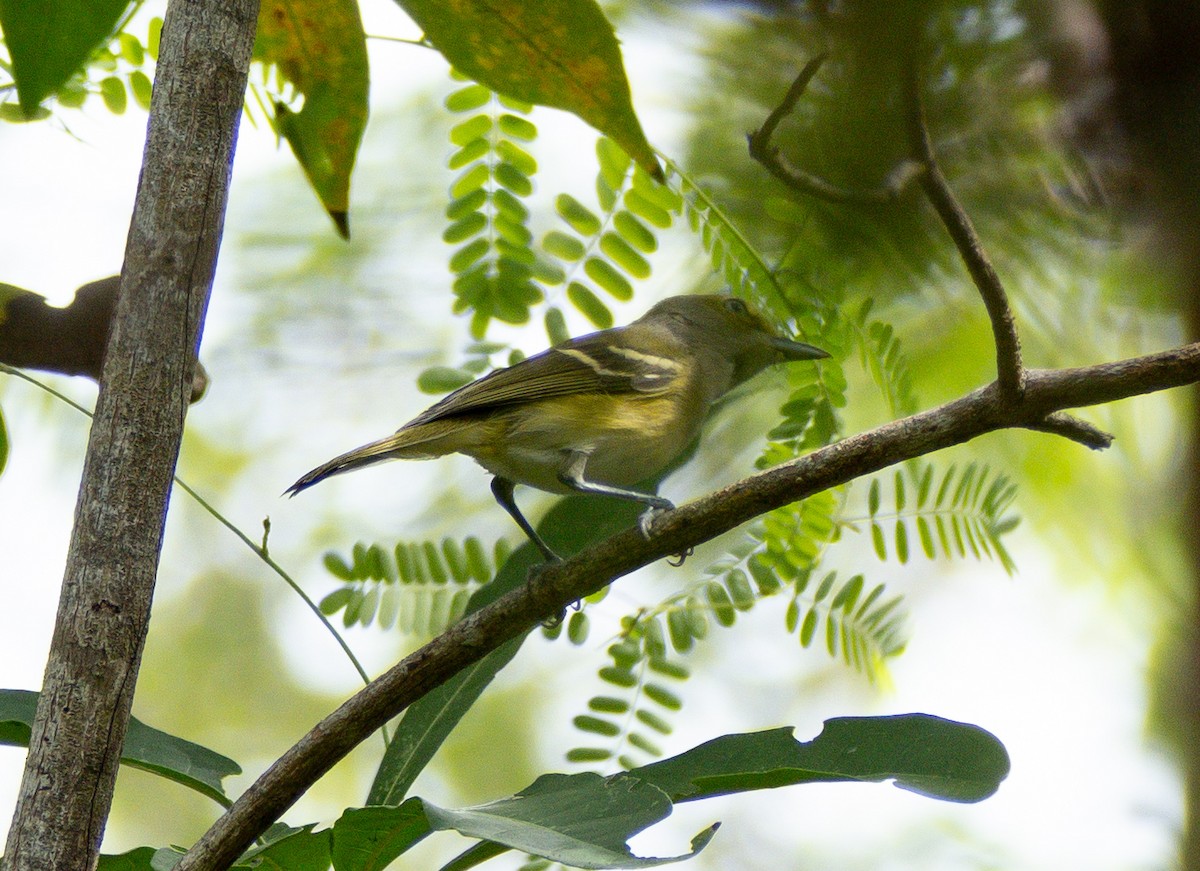 White-eyed Vireo - ML646145862
