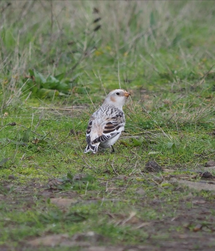 Snow Bunting - ML646145863