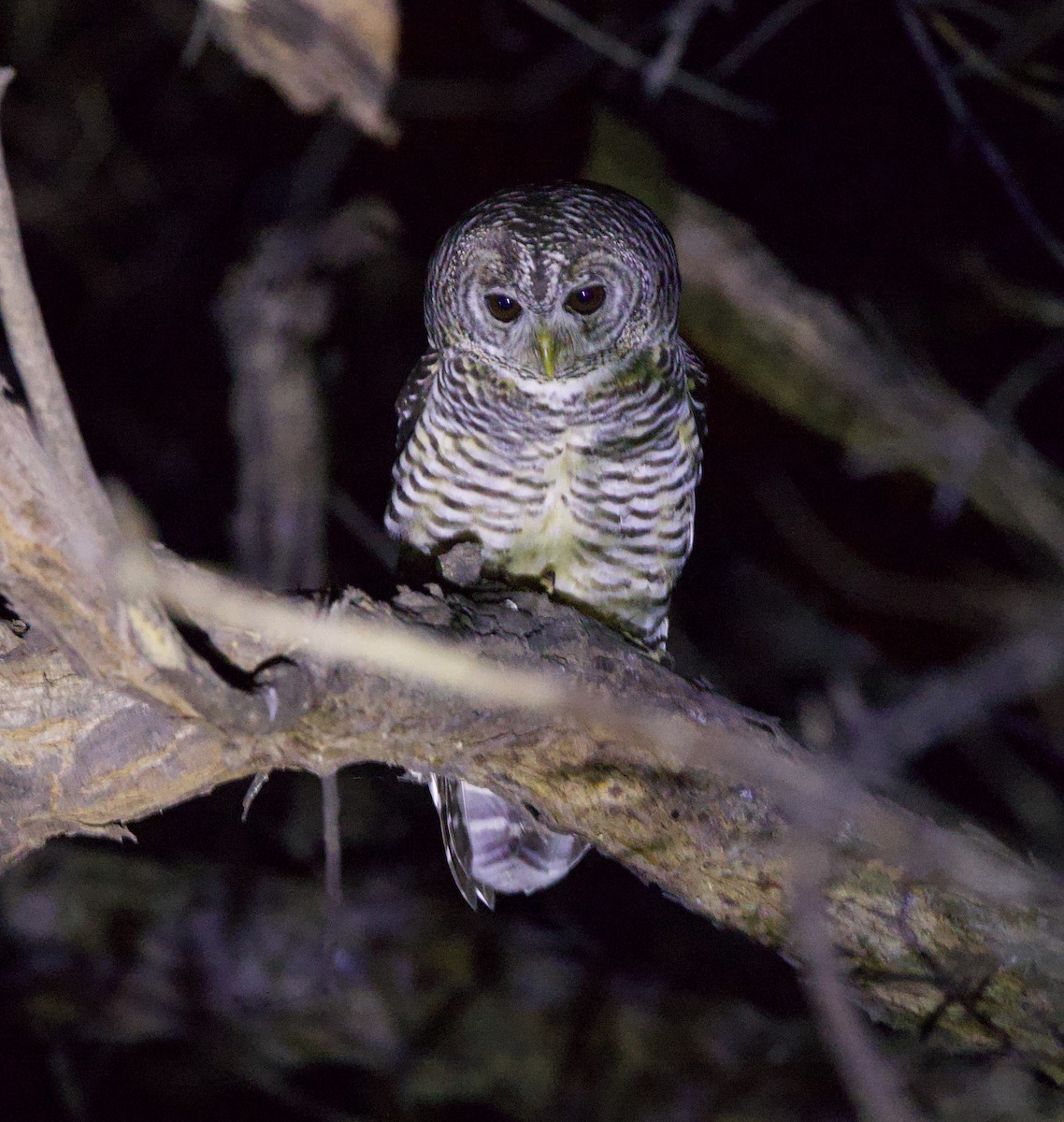 Chaco Owl - ML646145864