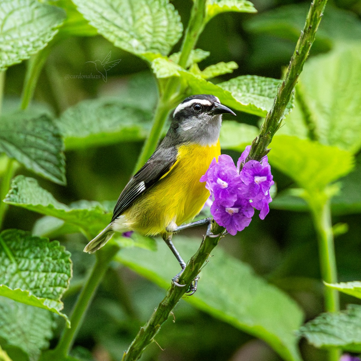 Bananaquit - ML646145870