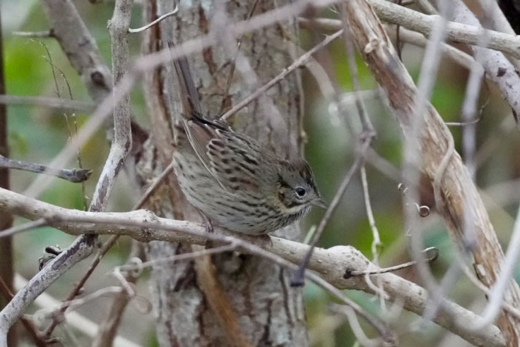 strnadec pruhohlavý - ML646145873