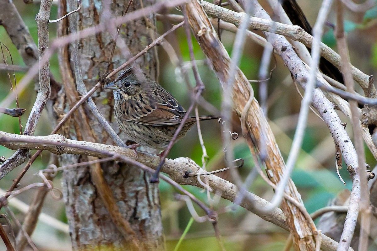strnadec pruhohlavý - ML646145880