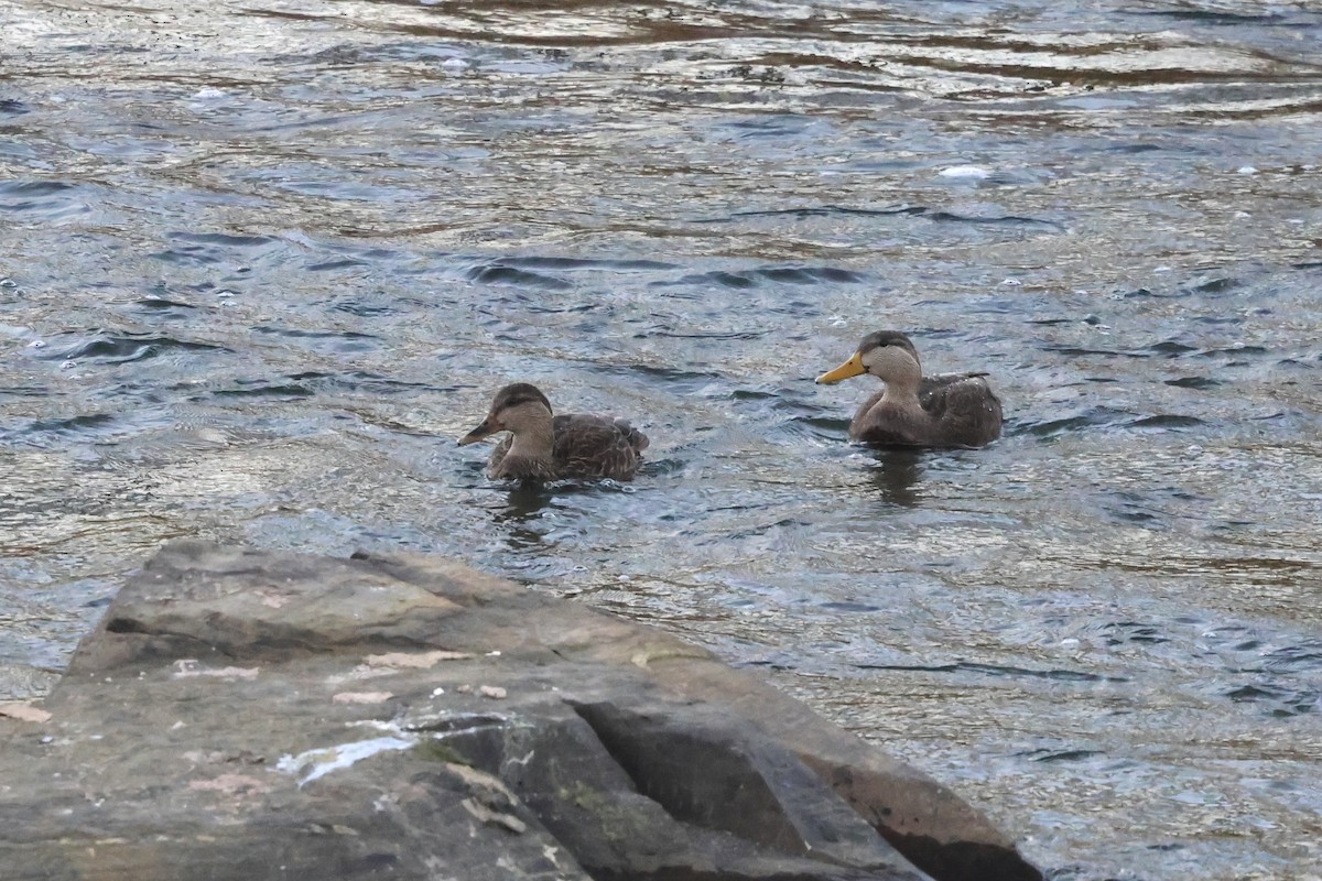 American Black Duck - ML646145882