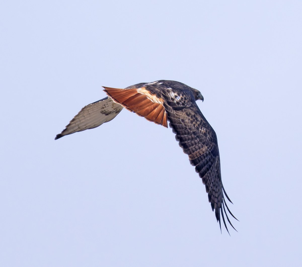 Rotschwanzbussard (borealis) - ML646145883