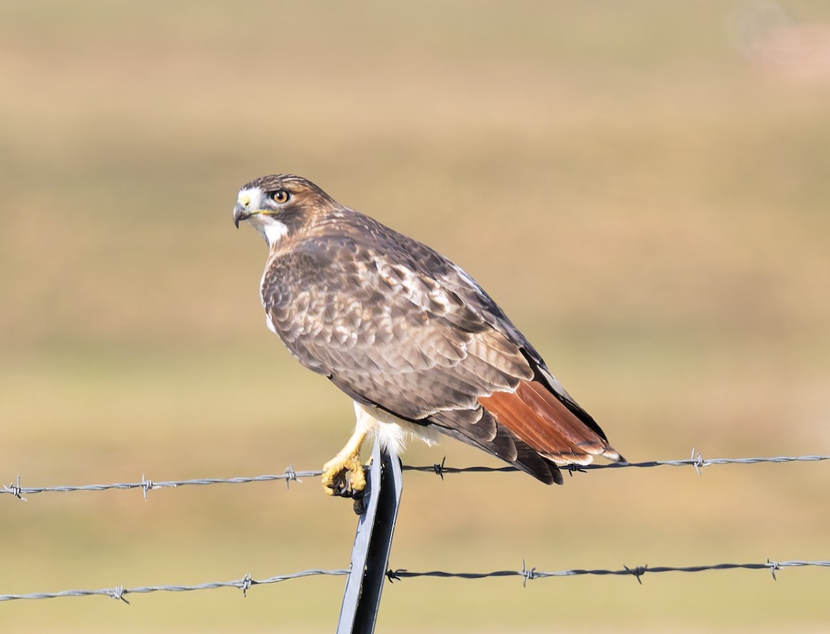 Rotschwanzbussard (borealis) - ML646145884