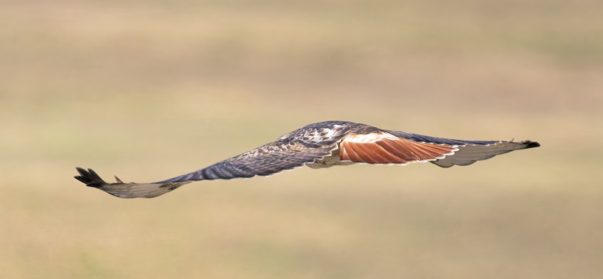 Rotschwanzbussard (borealis) - ML646145885