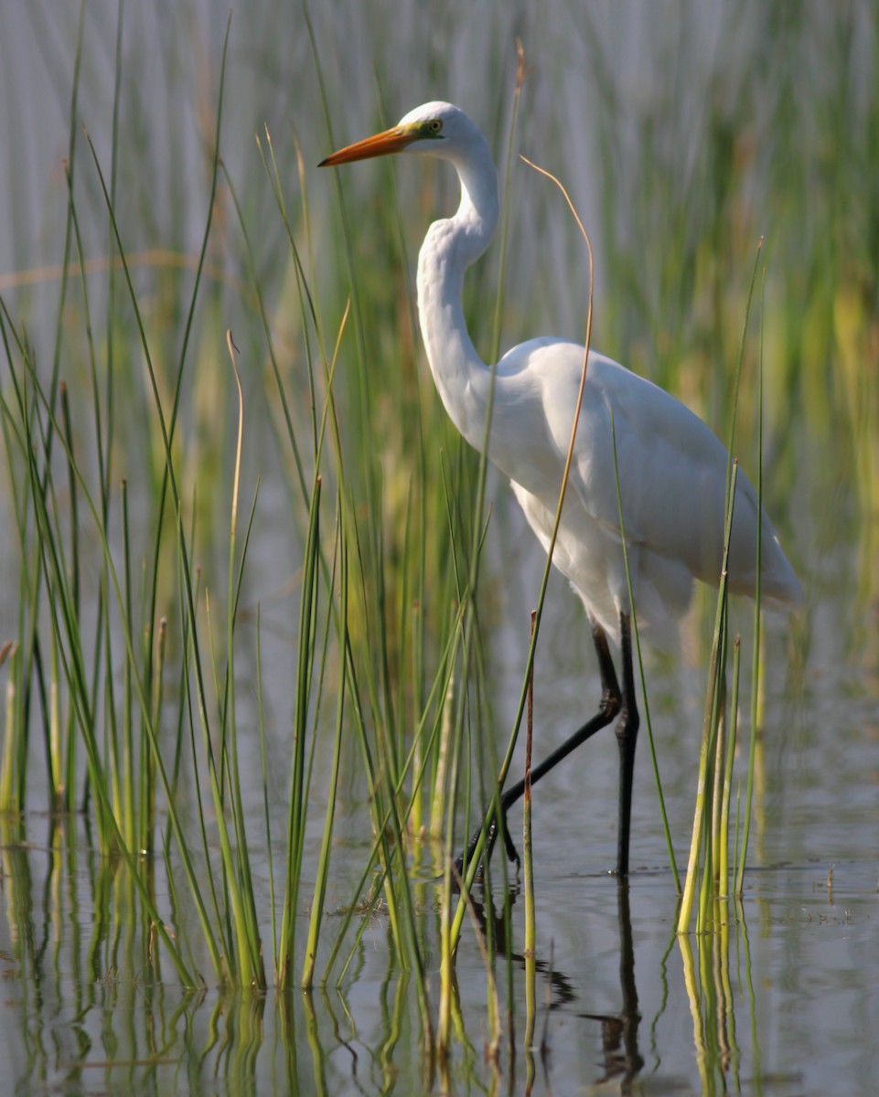 Great Egret - ML646145886