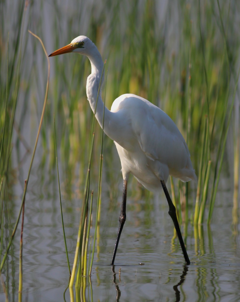 Great Egret - ML646145887