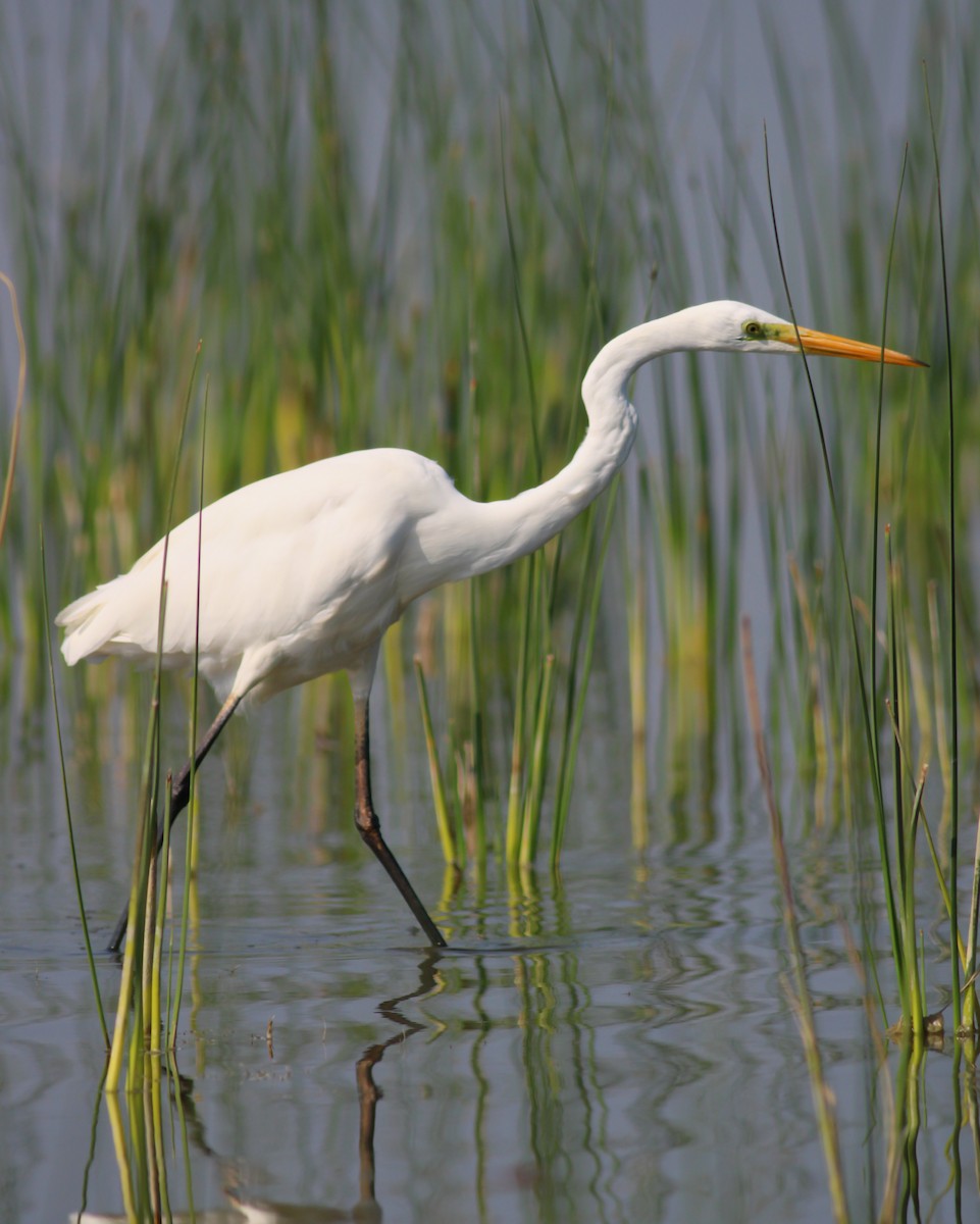Great Egret - ML646145888