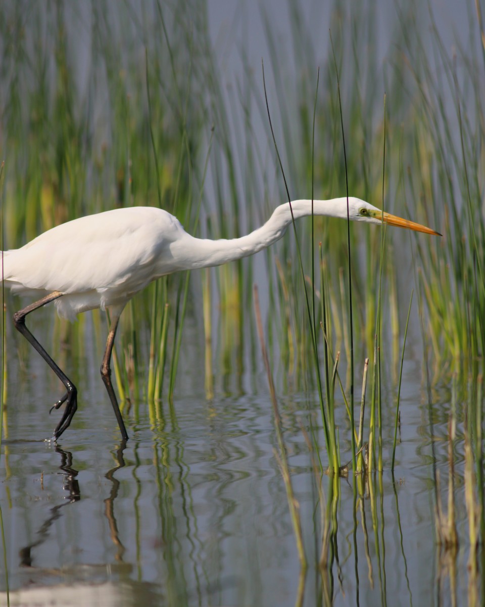 Great Egret - ML646145889