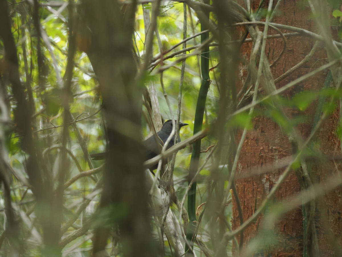 Gray Catbird - ML646145891