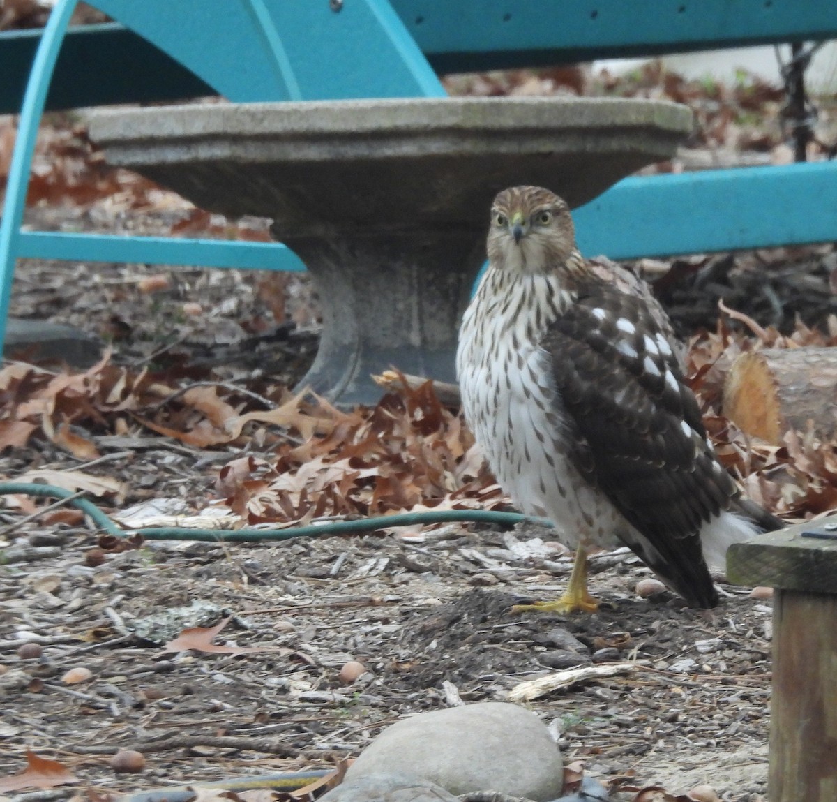 Cooper's Hawk - ML646145895