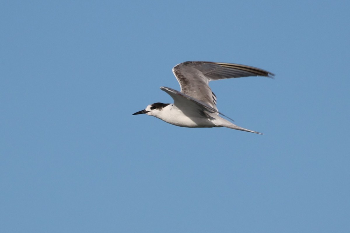 Common Tern - ML646145899