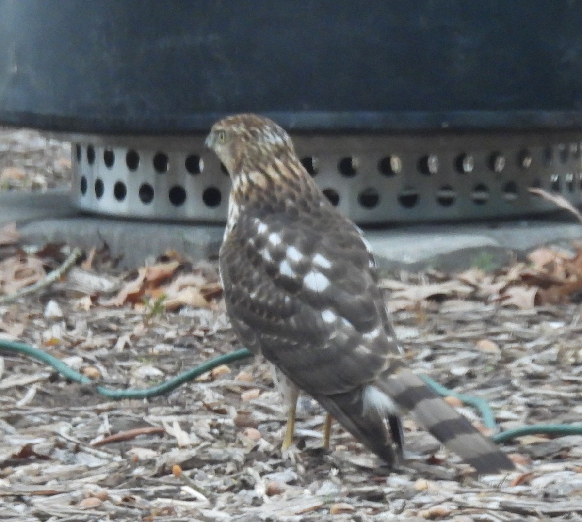 Cooper's Hawk - ML646145909