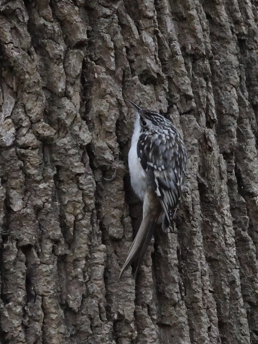 Brown Creeper - ML646145914